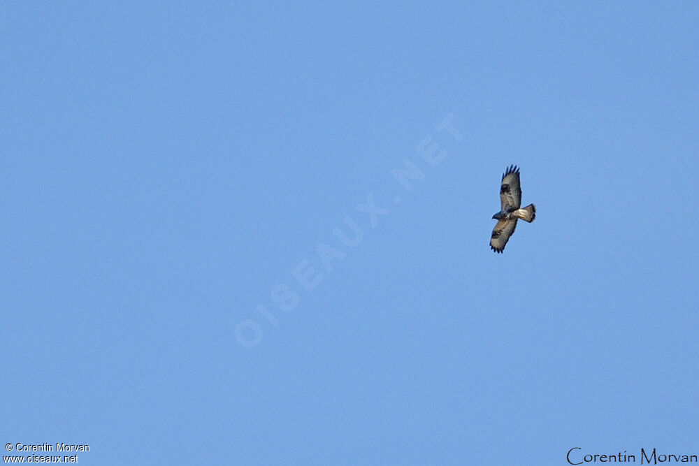 Rough-legged Buzzard