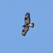 Rough-legged Buzzard