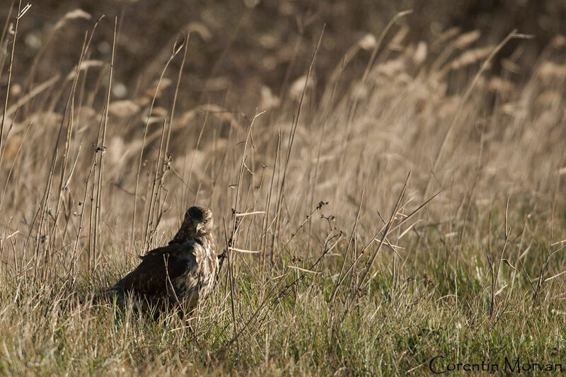 Buse variable