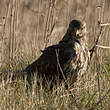 Buse variable