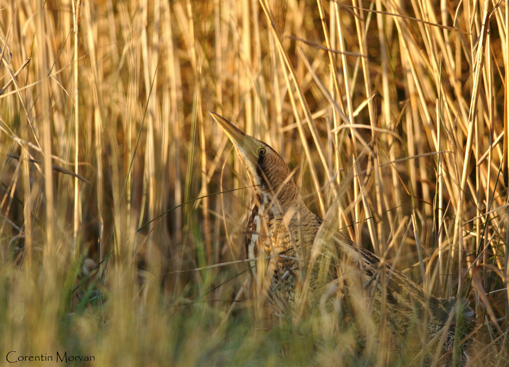 Eurasian Bittern