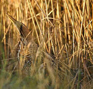 Eurasian Bittern