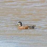 American Wigeon