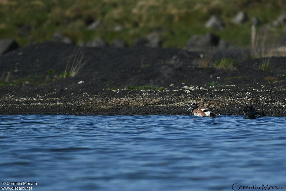 Canard à front blanc