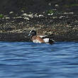 Canard à front blanc