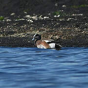 American Wigeon