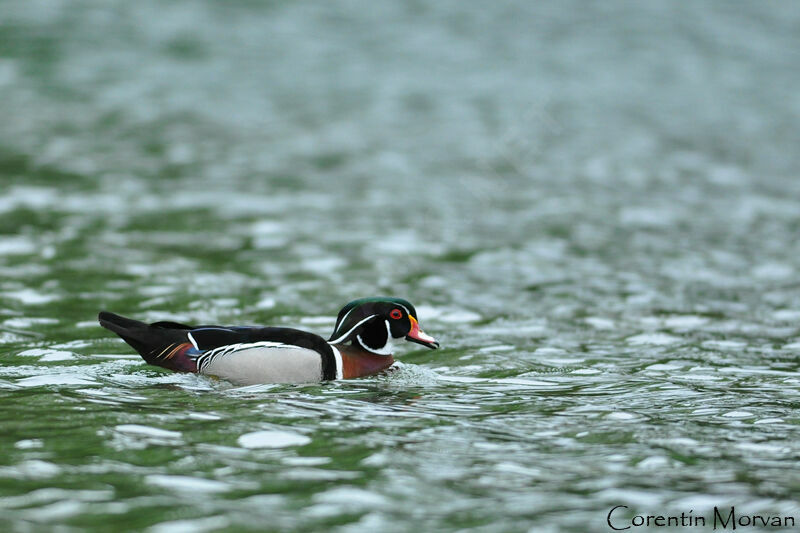 Canard carolin