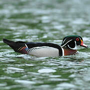 Canard carolin