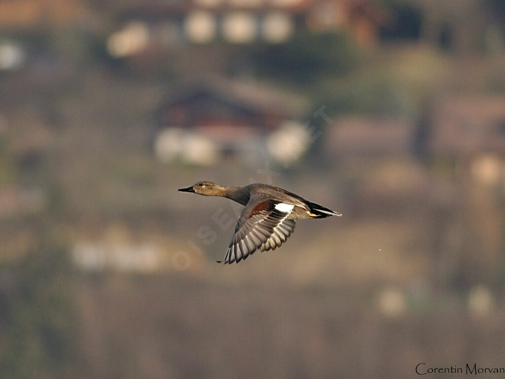 Canard chipeau