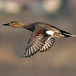 Canard chipeau