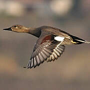 Gadwall