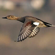 Canard chipeau