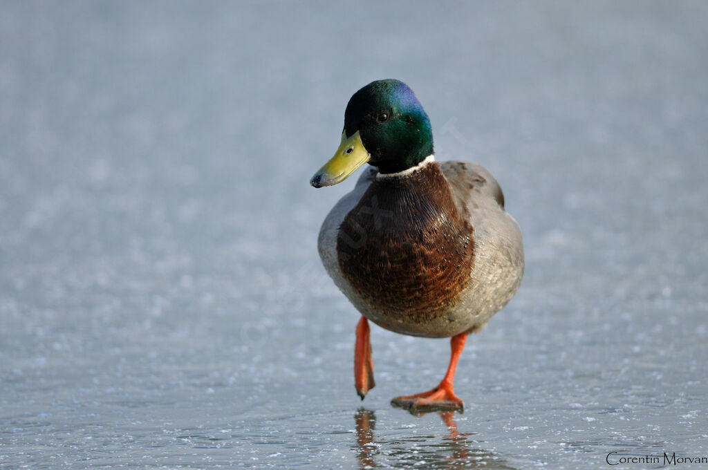 Canard colvert