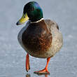 Canard colvert