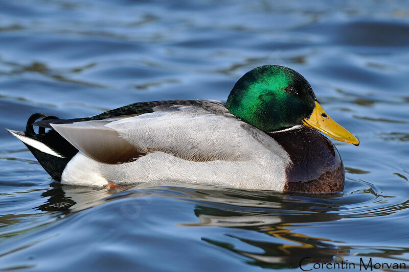 Canard colvert