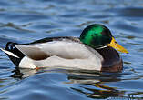 Canard colvert