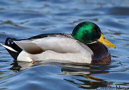 Mallard