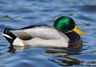 Canard colvert