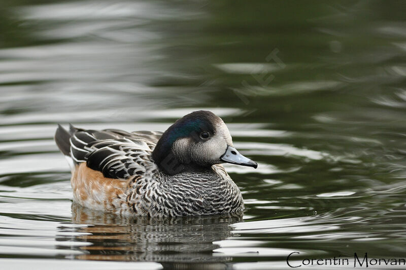 Canard de Chiloé