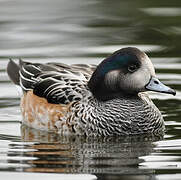 Chiloe Wigeon