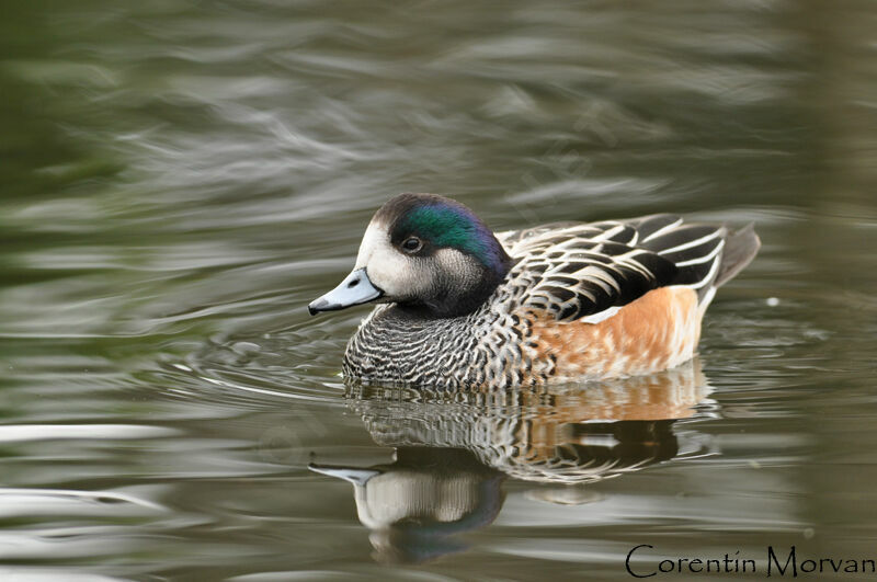 Chiloe Wigeon