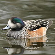 Chiloe Wigeon