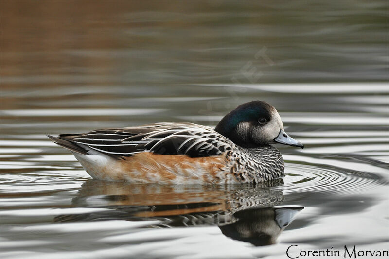 Chiloe Wigeon