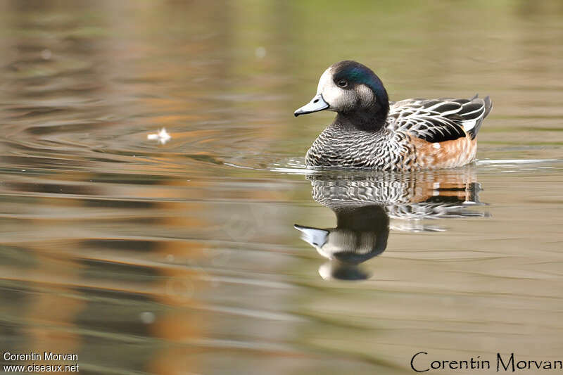 Chiloe Wigeon male adult, identification