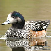 Chiloe Wigeon