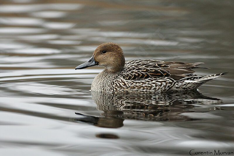 Canard pilet