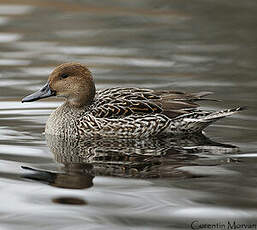 Canard pilet