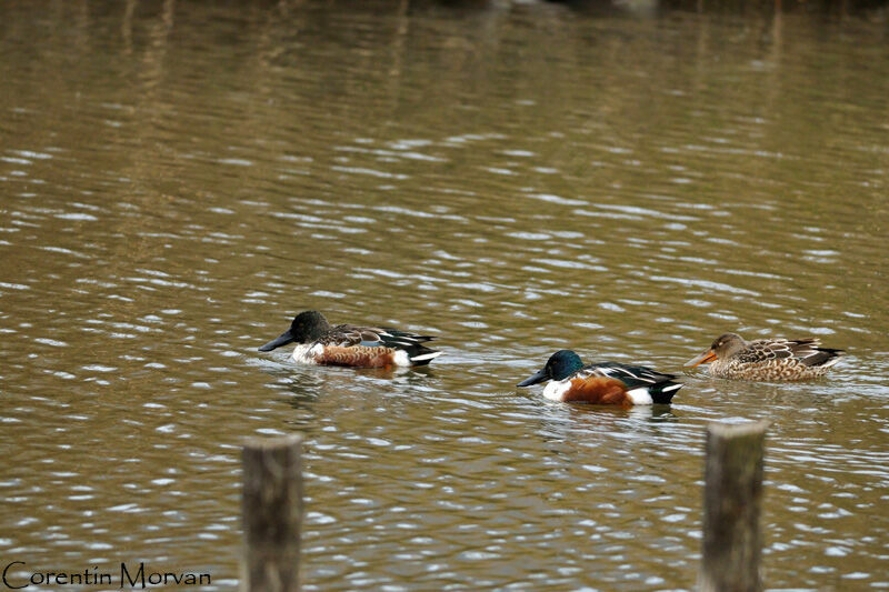 Northern Shoveler