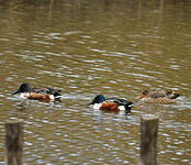 Canard souchet