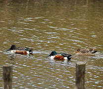 Northern Shoveler