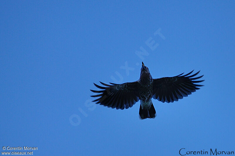 Spotted Nutcracker