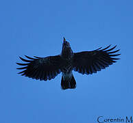 Spotted Nutcracker