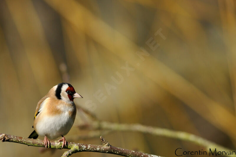 European Goldfinch