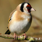 European Goldfinch