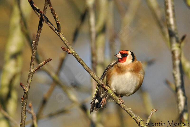 European Goldfinch