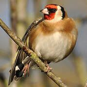 European Goldfinch