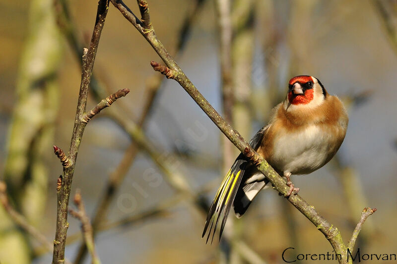 European Goldfinch