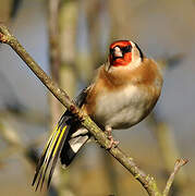 European Goldfinch