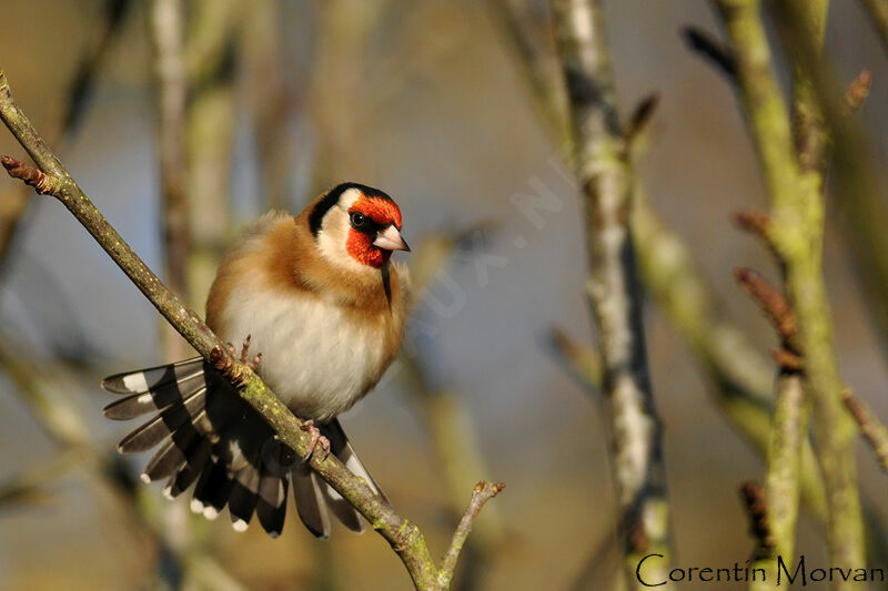 European Goldfinch