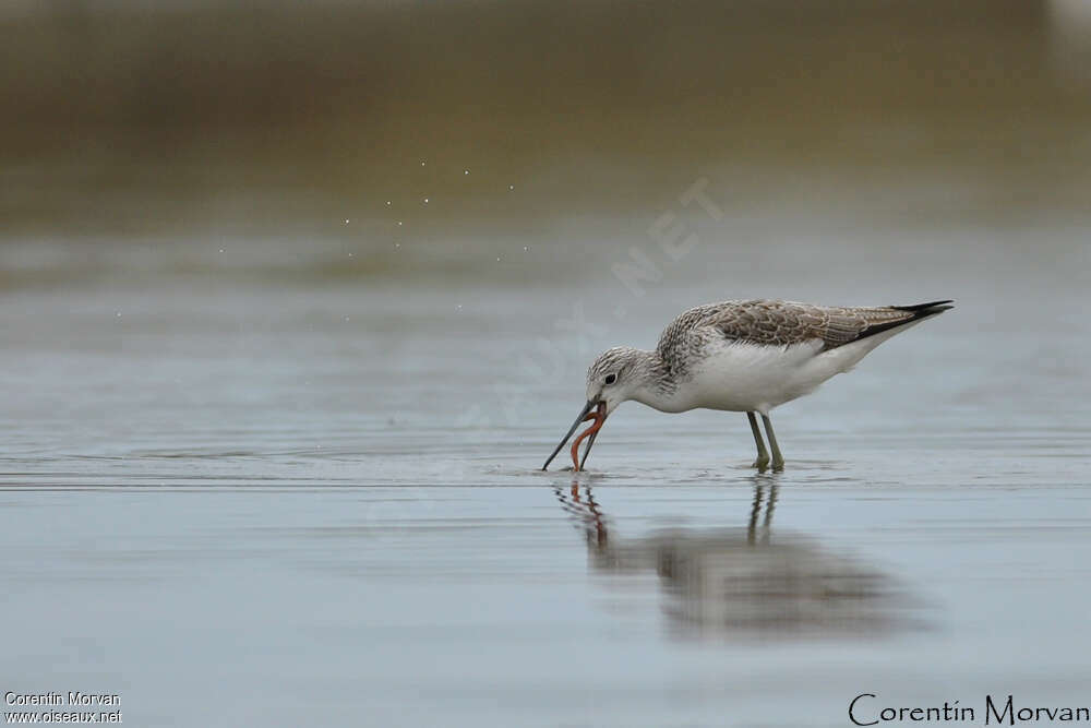 Common GreenshankSecond year, feeding habits