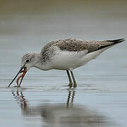 Common Greenshank