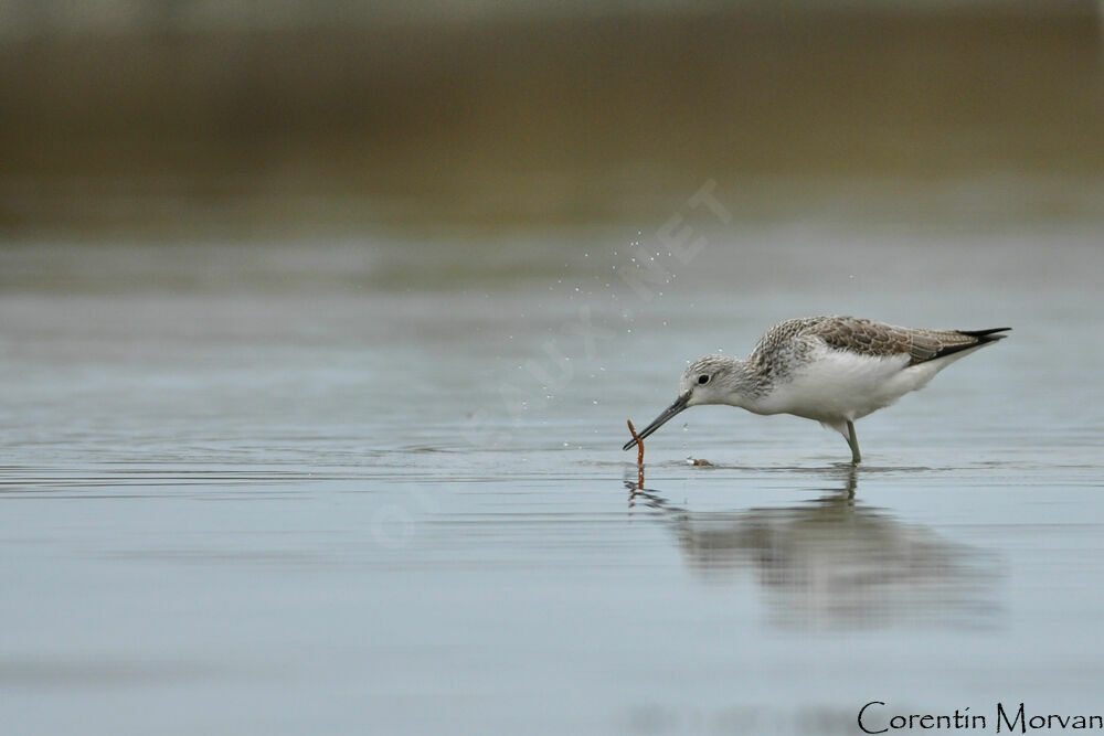 Common Greenshank