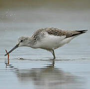 Common Greenshank