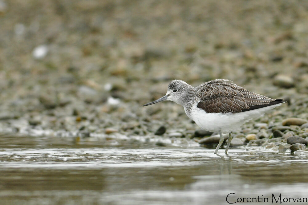 Common Greenshank