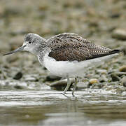 Common Greenshank