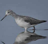 Common Greenshank